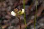 Erect milkpea